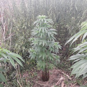 Critical (Royal Queen Seeds)