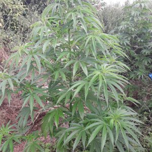 Black Jack sweet seeds F1 FV