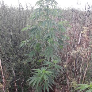 Green Poison sweet seeds F1 FV