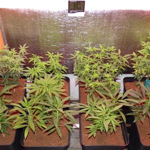 9 Strains