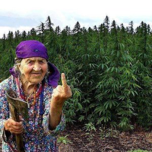 old-lady-finger-weed.jpg