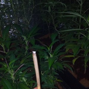 4:20