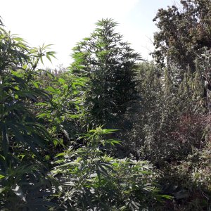 Lsd от Errors seeds