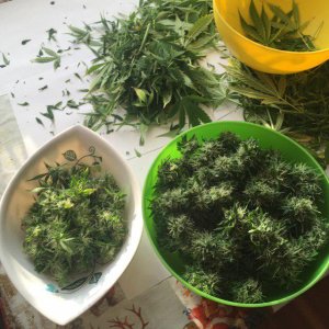Стафф