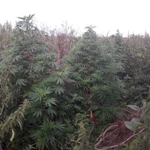 Black Jack, S.A.D, Green Poison 2019