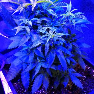 OG Kush errors seeds