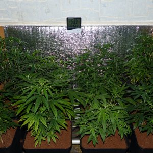 9 Strains