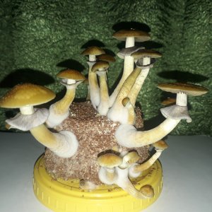 Грибочки
