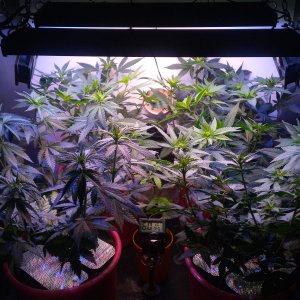 Matador 4x in 3L