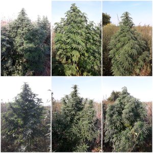 Sweet seeds F1 FV .
