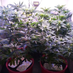 Matador 4x in 3L 70W