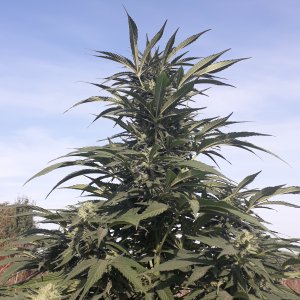 Green Poison F1 FV