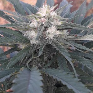 Green Poison