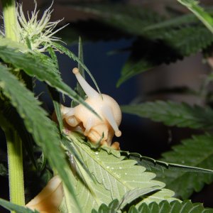 DSCN3106.JPG