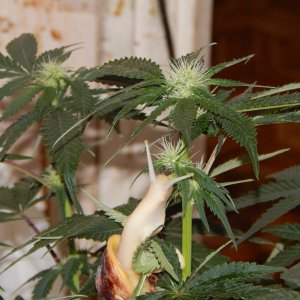 DSCN3095.JPG
