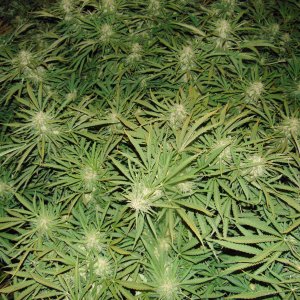 Jack Herer. 55дн.цвет..JPG