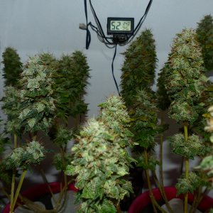 Matador 10 week 5