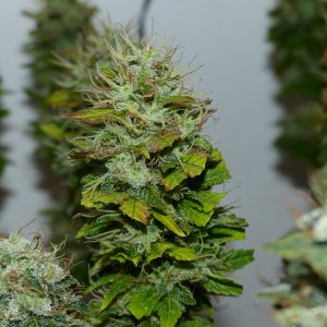 Matador 10 week 6