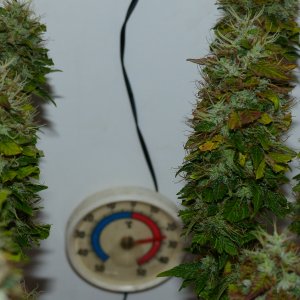 Matador 10 week 9