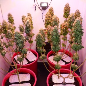 Matador 10 week 11