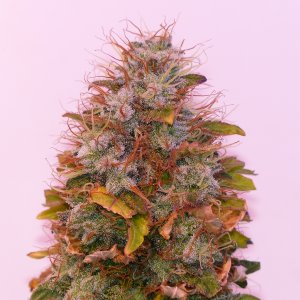 Matador 10 week 15