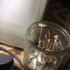 Грибы вида psilocybe tampanensis