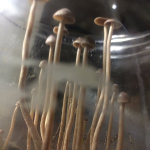 2 Грибы вида psilocybe tampanensis