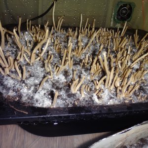 Псилоцибе Тампаненсис psilocybe tampanensis растут