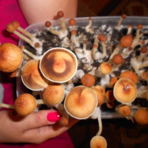 псилоцибе кубенсис Мехикана