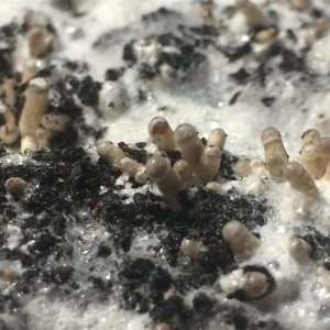 Псилоцибе Тампаненсис psilocybe tampanensis Начало