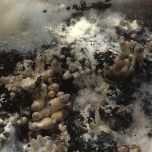 psilocybe tampanensis начало роста