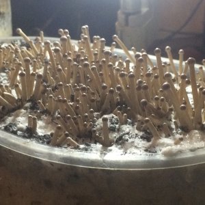 : Псилоцибе Тампаненсис psilocybe tampanensis