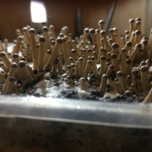 Псилоцибе Тампаненсис psilocybe tampanensis ёжик)