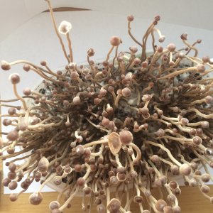 Psilocybe tampanensis первая волна