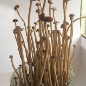 Psilocybe tampanensis в банке