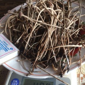 Psilocybe tampanensis Урожай