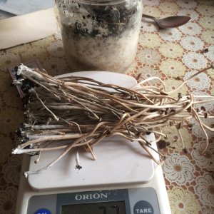  psilocybe tampanensis  (djafarchik )