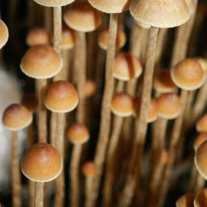 psilocybe- тампаненсис.jpg