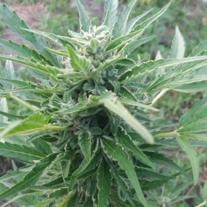 Auto Lemon Skunk Feminised (1).jpg