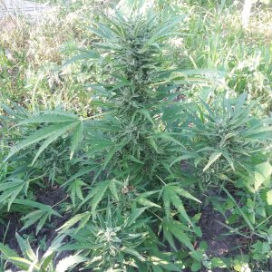 Auto Lemon Skunk Feminised2.jpg