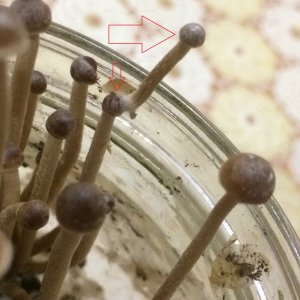 Psilocybe tampanensis гриб на грибе