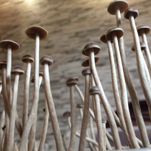 Псилоцибе Тампаненсис psilocybe tampanensis