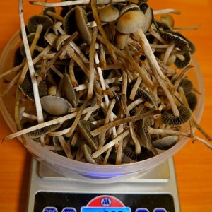 Panaeolus Cyanescens Jamaica на весах