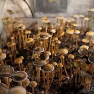 Panaeolus Cyanescens Jamaica в гроубоксе