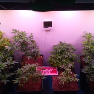 Box 1m2 300w