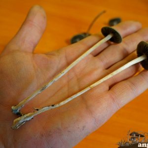 Panaeolus Cyanescens Jamaica Грибы