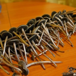 Panaeolus Cyanescens Jamaica Урожай