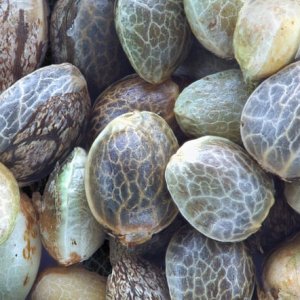 cannabis-seed1d.jpg