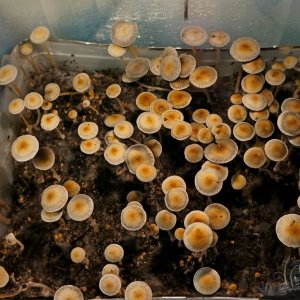 Panaeolus Ямайка общий вид