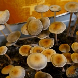 Panaeolus Ямайка фото ближе